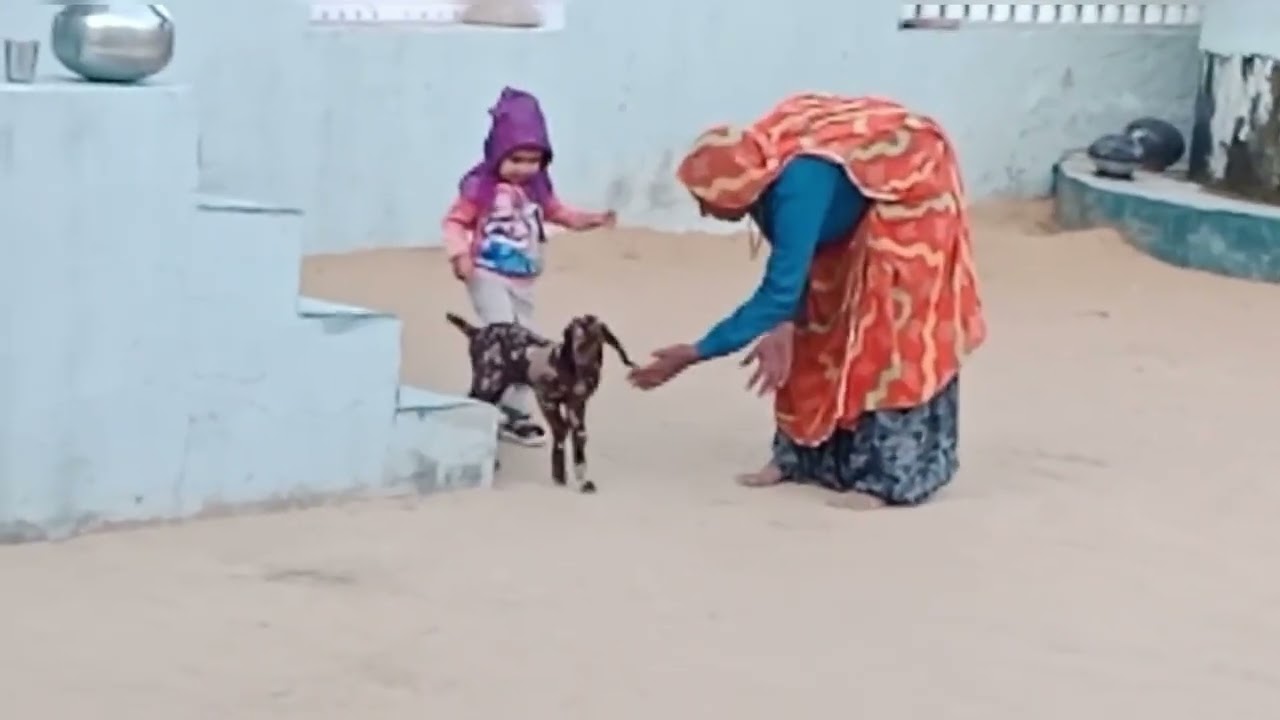 बकरी के नन्हे मेमने का क्यूट अंदाज़। ❤️