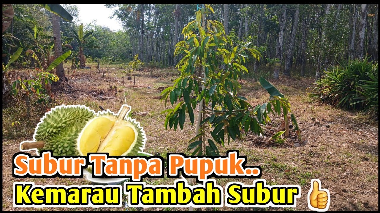 cara tanam durian yang aman dan penanganan saat musim kemarau dan musim hujan