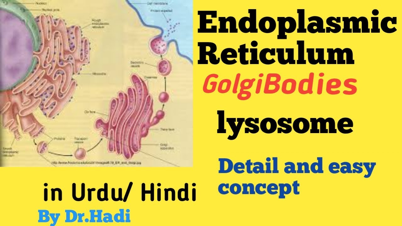 L-10 Endoplasmic reticulum, Golgibodies and Lysosome  in Urdu Hindi By Dr Hadi