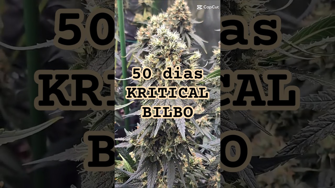 Lo subjetivo que puede ser: Perfecto. Kritical Bilbo + Plagron Mineral. 50 dias Flora #marihuana
