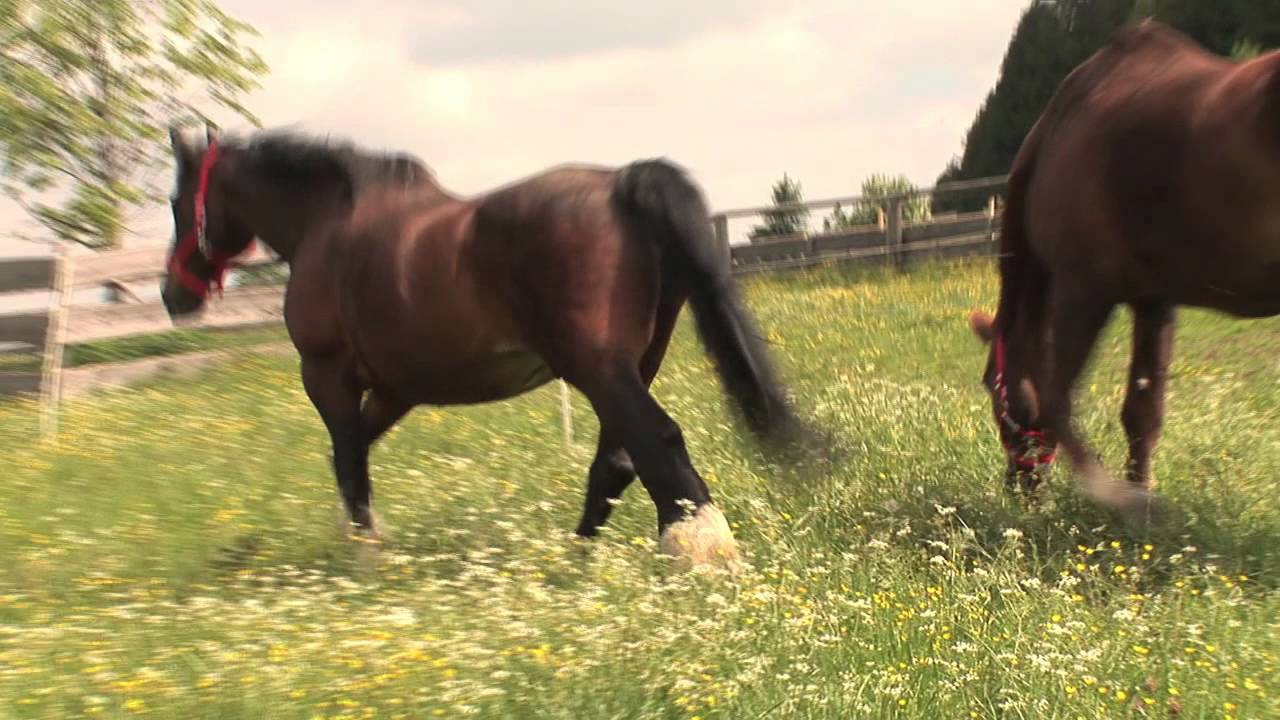 Wanda und Donani, Renate und Norman