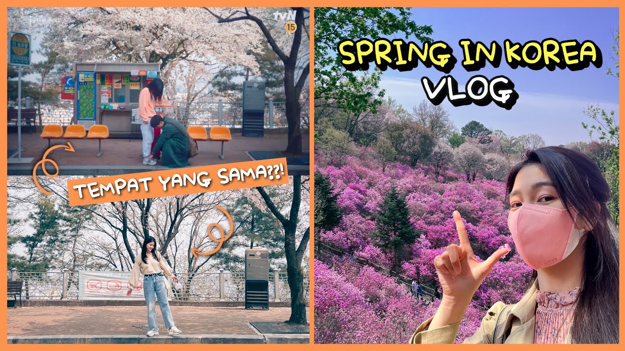BERBURU SPRING FLOWERS🌸 KE LUAR SEOUL! CAKEP POOOL 😍  | AMELICANO
