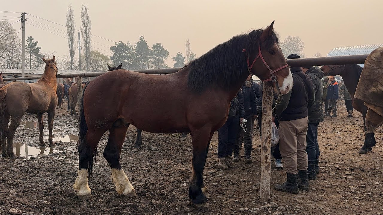 ӨСПҮРҮМ РАБОЧИЙ АТТАР УШУНДАЙ 🤯 #байтв 