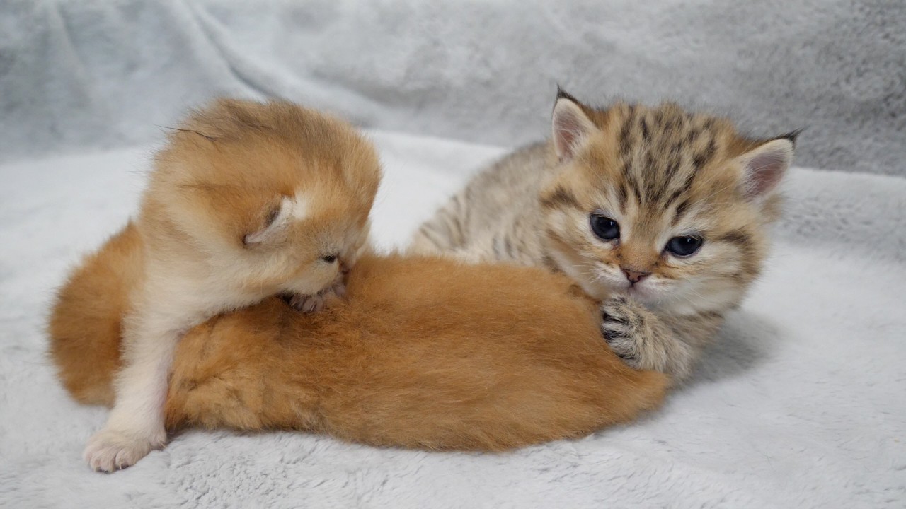 Mimi's kitten's belly is their meeting place!