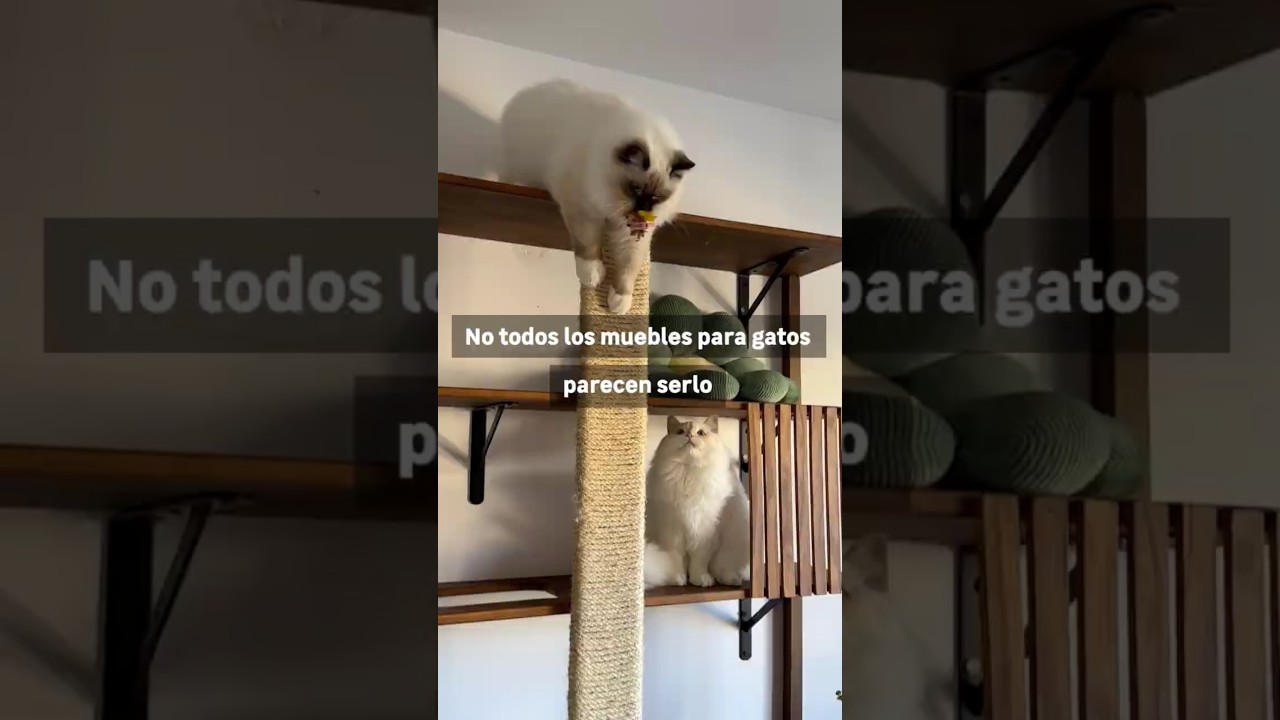 Cómo hacer un gimnasio para gatos casero #shorts | LEROY MERLIN