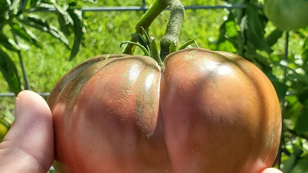 And the winner is! Tomato taste test