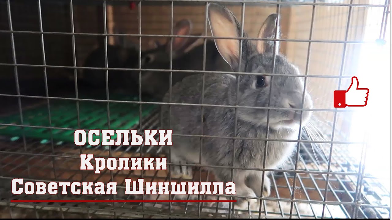 Кролики Советская Шиншилла