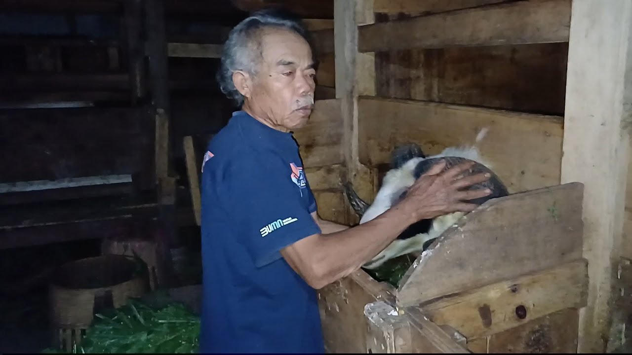 CARA PEMBAGIAN HASIL PAROAN DOMBA