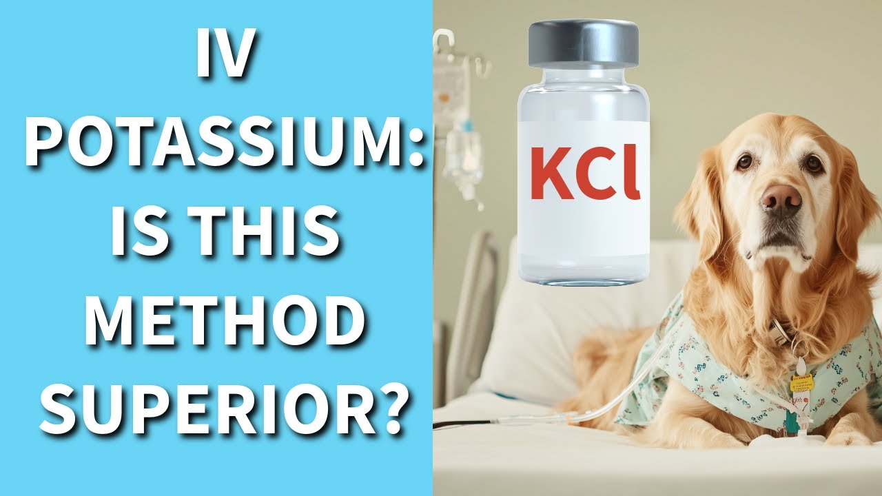 The Safest Way to Supplement Potassium IV in Pets