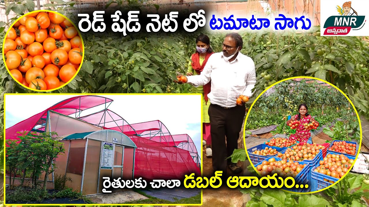 రెడ్ షెడ్ నెట్ లో టమాట సాగు | Tomato Cultivation; Farming Techniques | MNR Annadatha