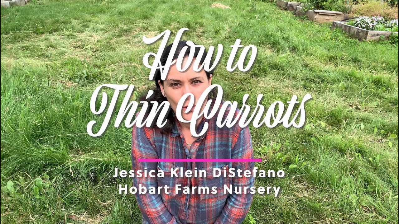 How to thin carrots