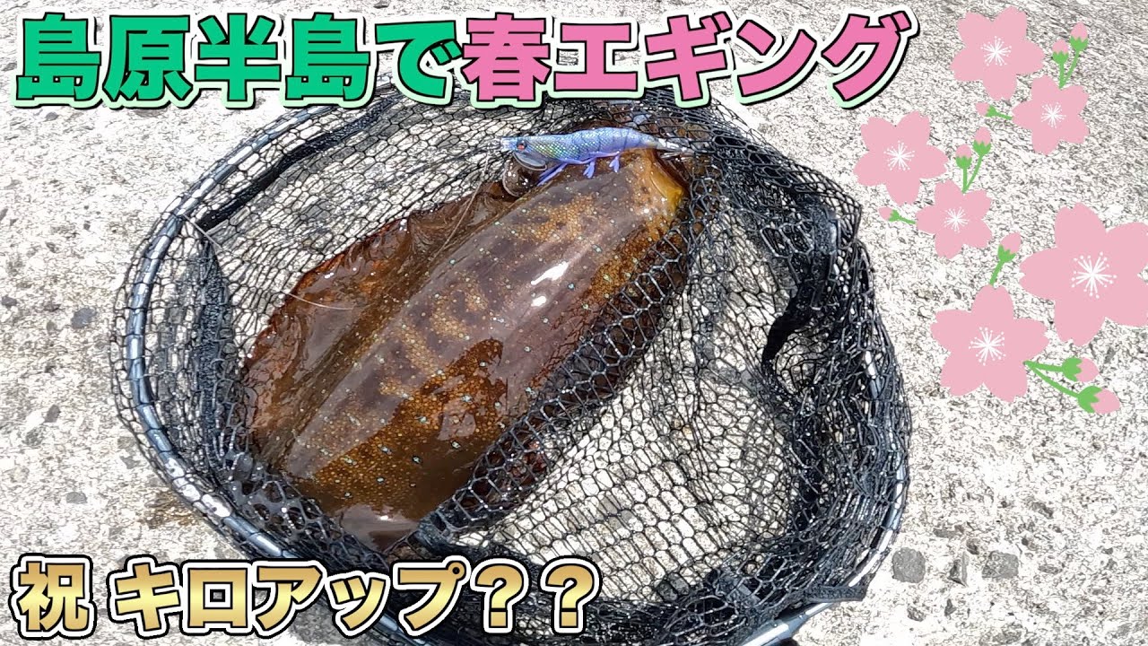島原半島の藻場でエギングしても春イカ釣れるんやよ〜