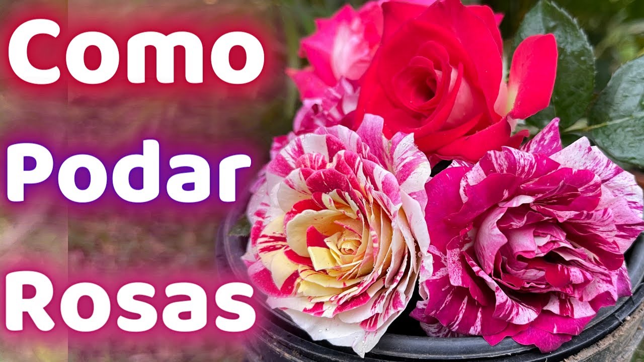 SOLO EL 5 % DE LOS JARDINEROS SABE ESTO || COMO PODAR ROSAS PARA QUE FLOREZCAN COMO LOCAS