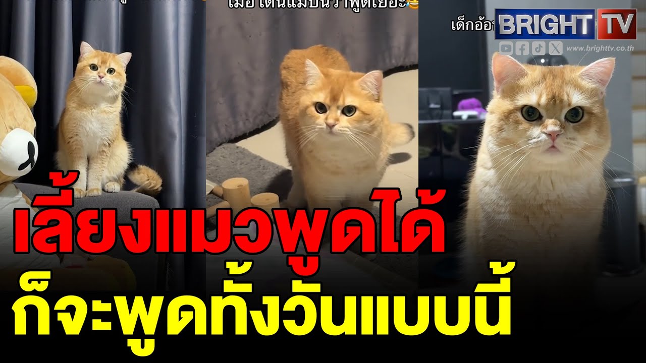 เอ็นดู น้องเหมียวขยันพูด เลี้ยงแบบนี้เจ้าของไม่มีเหงา