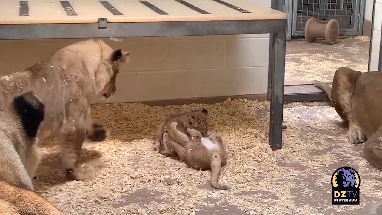 Tatu meets the cubs!