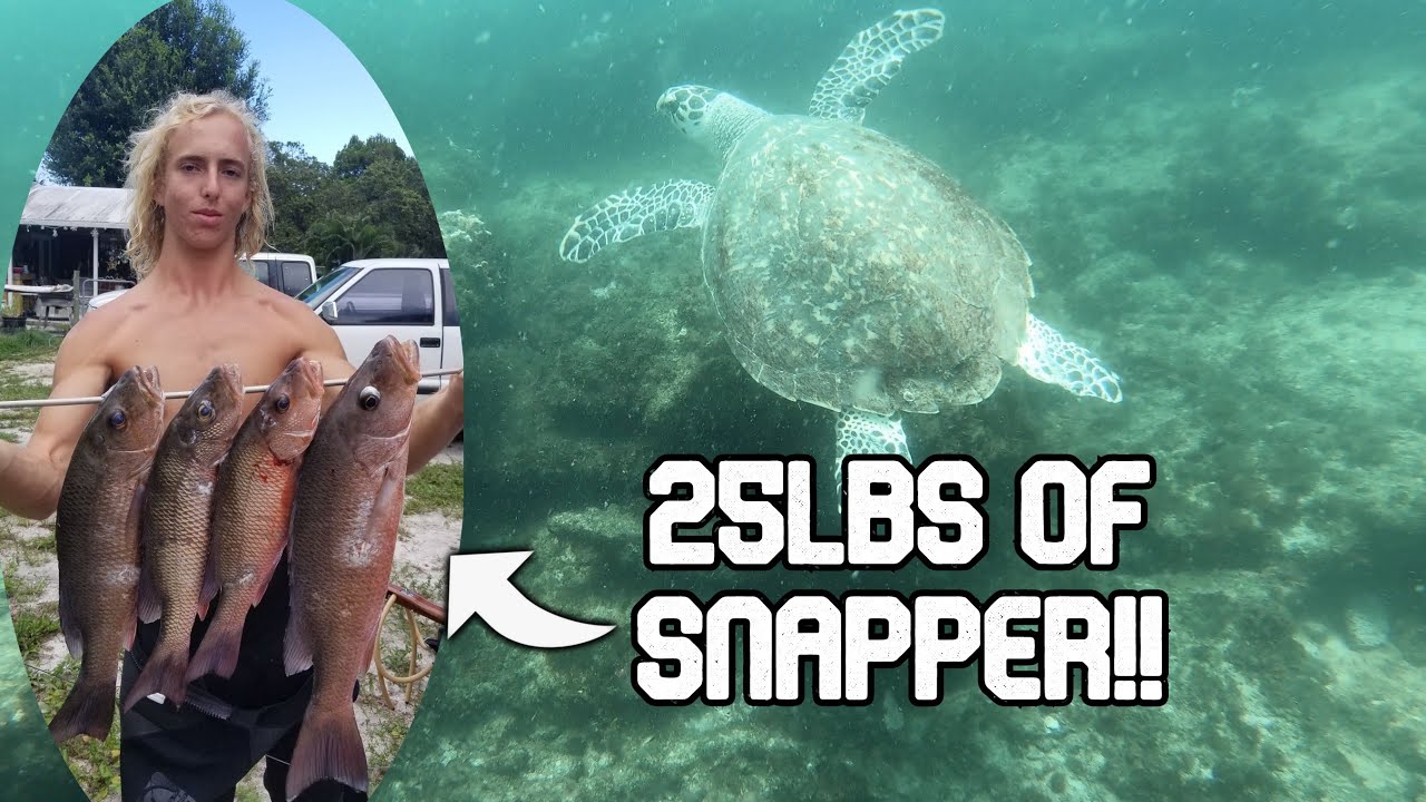 LOADED with BIG Mangrove Snapper | Florida Spearfishing