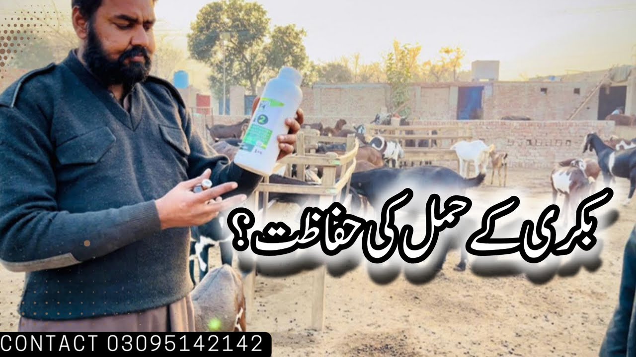 بکری کےحمل کی حفاظت؟//Protection of Goat Pregnancy