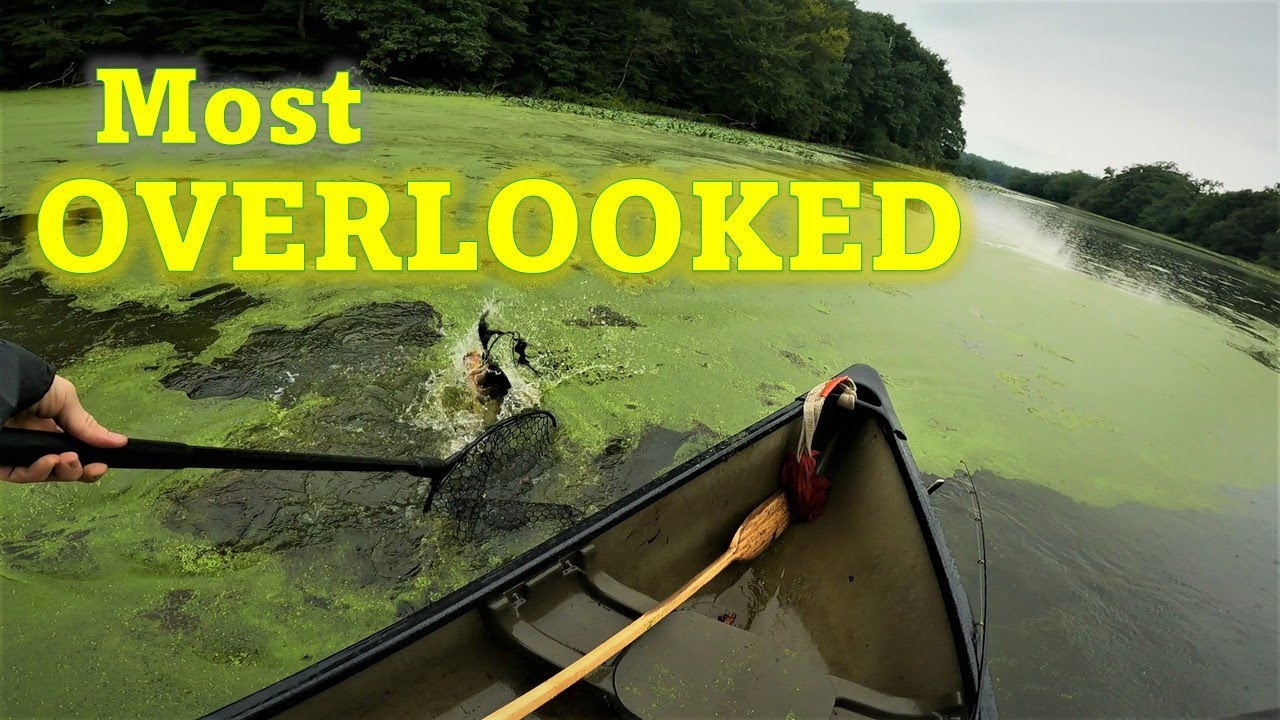 Blast the FALL TRANSITION and Catch BIG BASS all SEPTEMBER (Caught a 20 lb. bag doing THIS!)