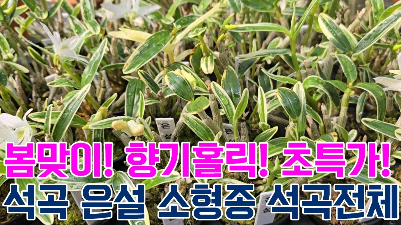 봄맞이! 향기홀릭! 초특가! 석곡 은설 소형종 석곡전체 & 난자재 영양제 천연살충제 등 [꽃밭에서 난원]