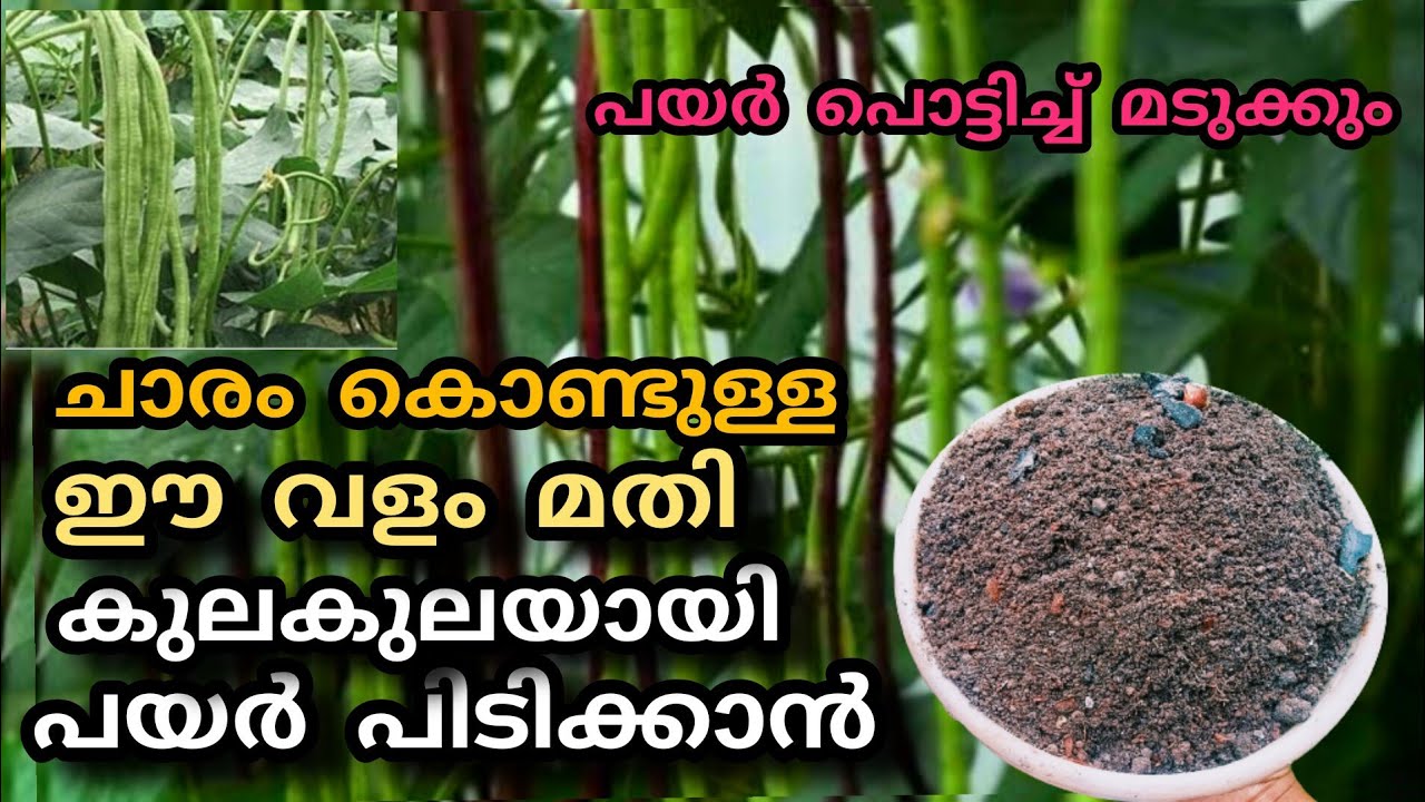 ചാരംകൊണ്ടുള്ള ഈ വളംമതി പയർ കുലകുലയായി പിടിക്കാൻ |payar krishi in Malayalam
