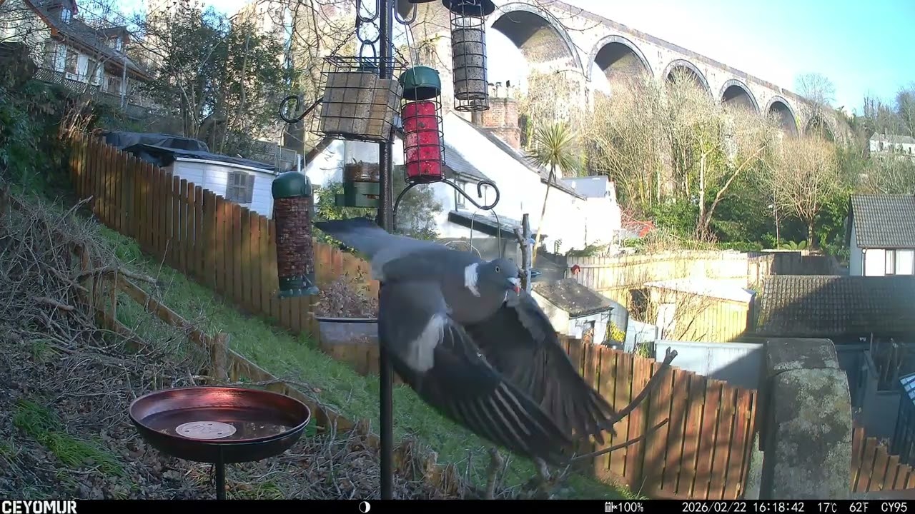 feeder frenzy | lovers tiff, karen the magpie & lightening stripe sneaks in - 22.02.26