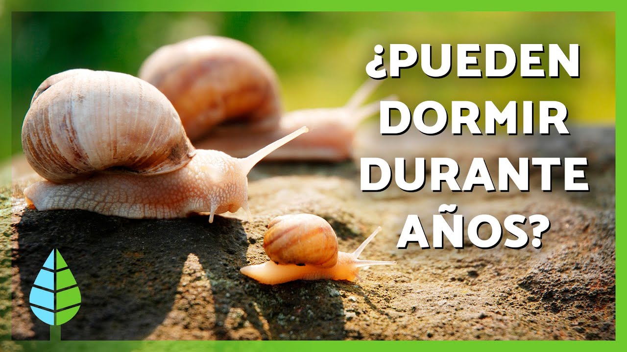 10 COSAS sobre los CARACOLES que NO sabías 🐌 ¿Reparan Su Concha? ¿Algunos Son Rápidos?