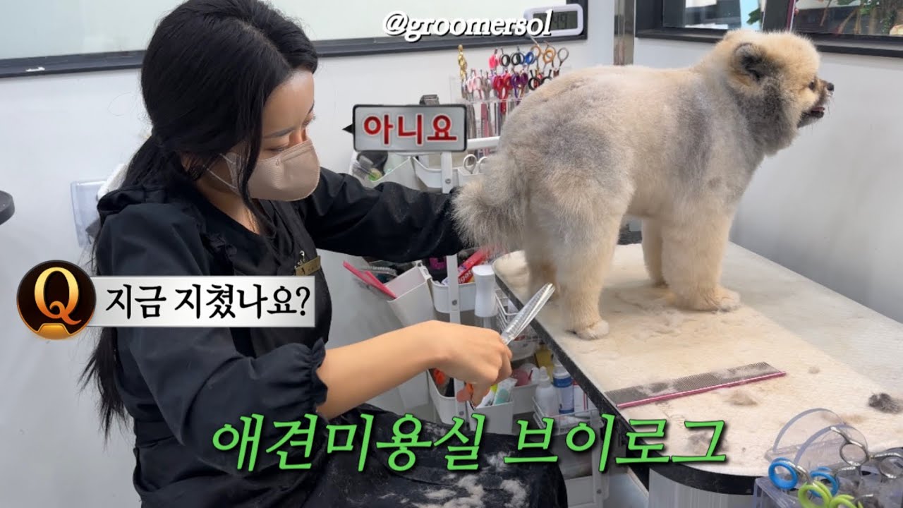 애견미용실 원장의 귀여운 애견미용실 일상 브이로그 🐶🤎