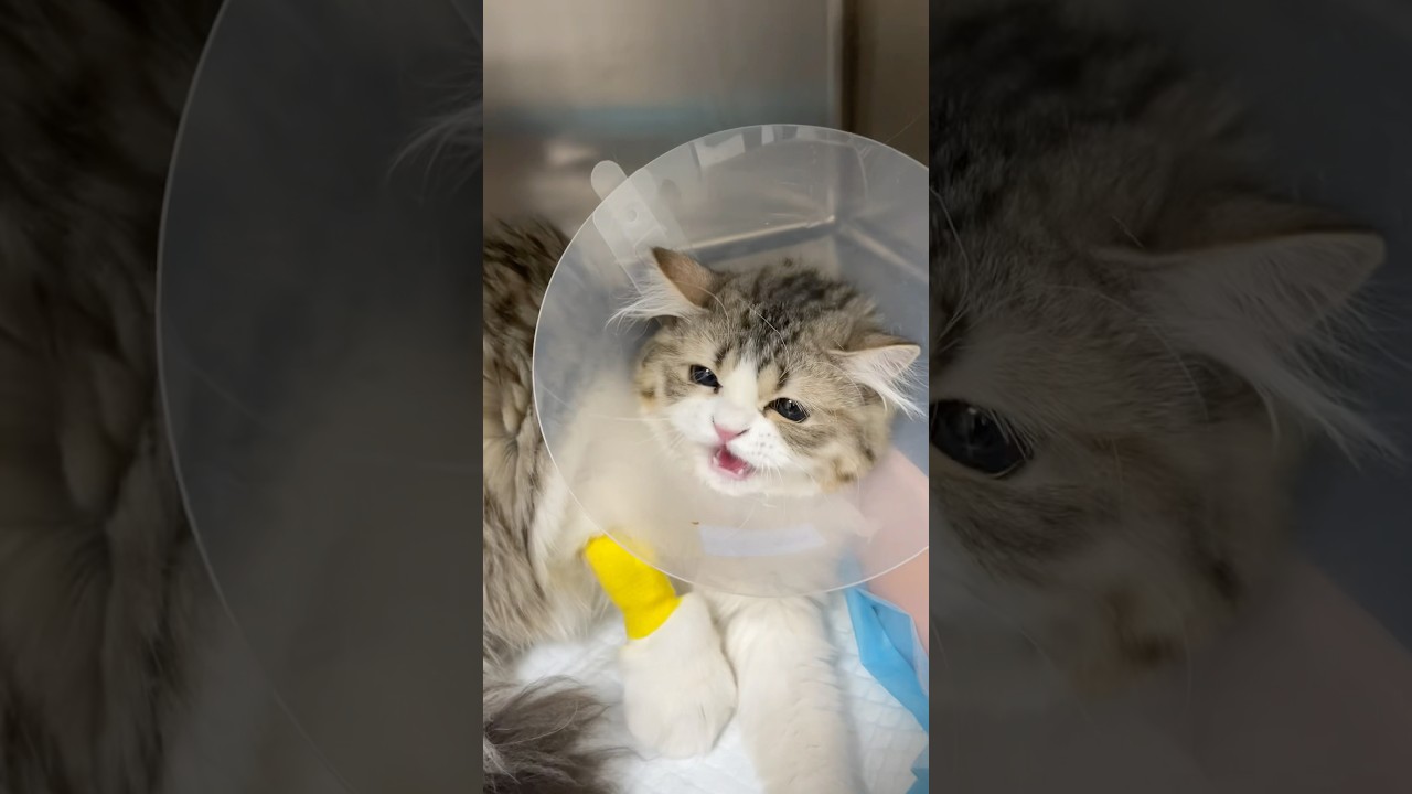 🐾Maine Coon mini kitten-🥰🤗🥰 beautiful everyone #cat #cute #anmals #youtubeshorts #viralshort
