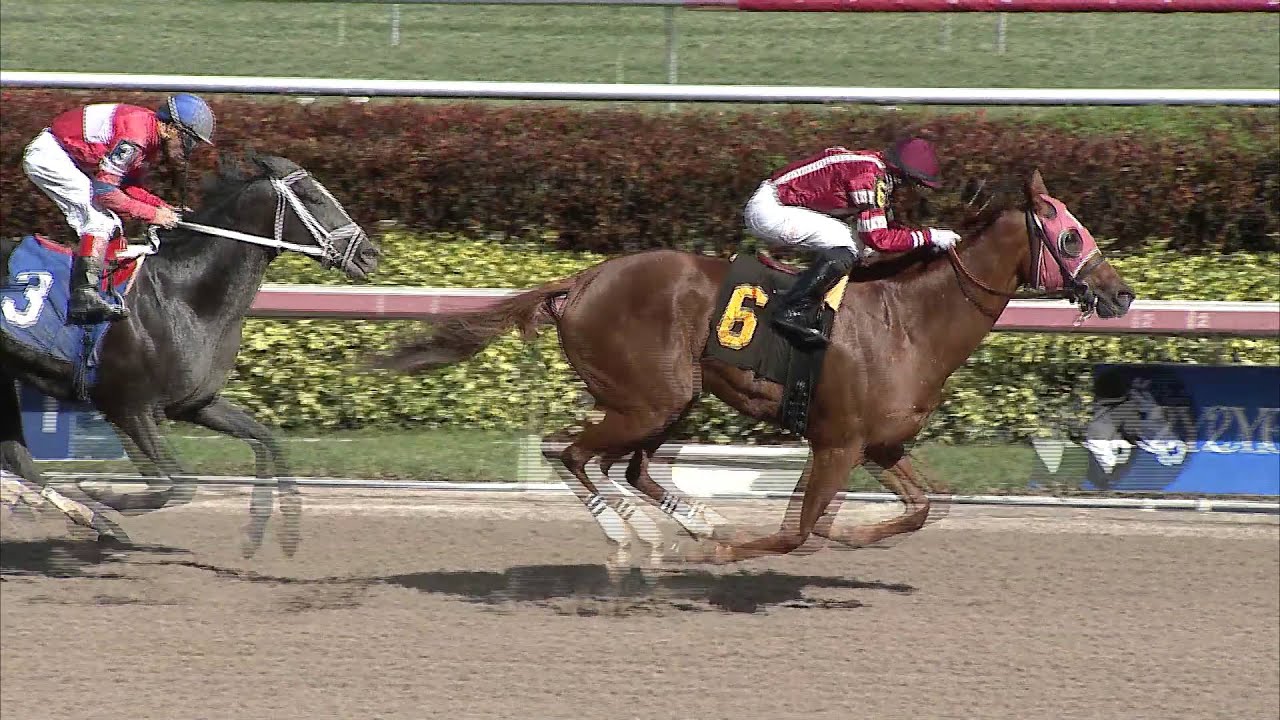 Gulfstream Park Replay Show | February 21, 2016
