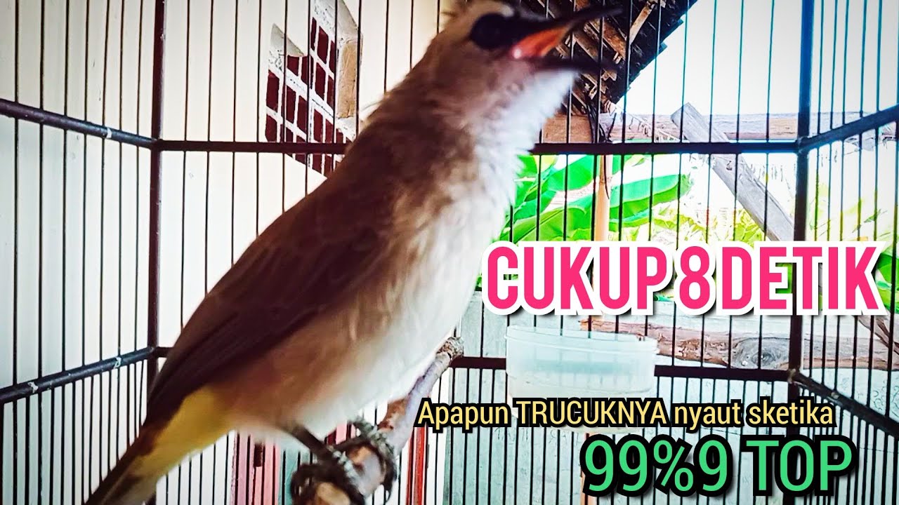 PANGGILAN trucuk gacor Cuk Cuk uplik VARIASI komplit,menjadikan TRUCUK bunyi seketika