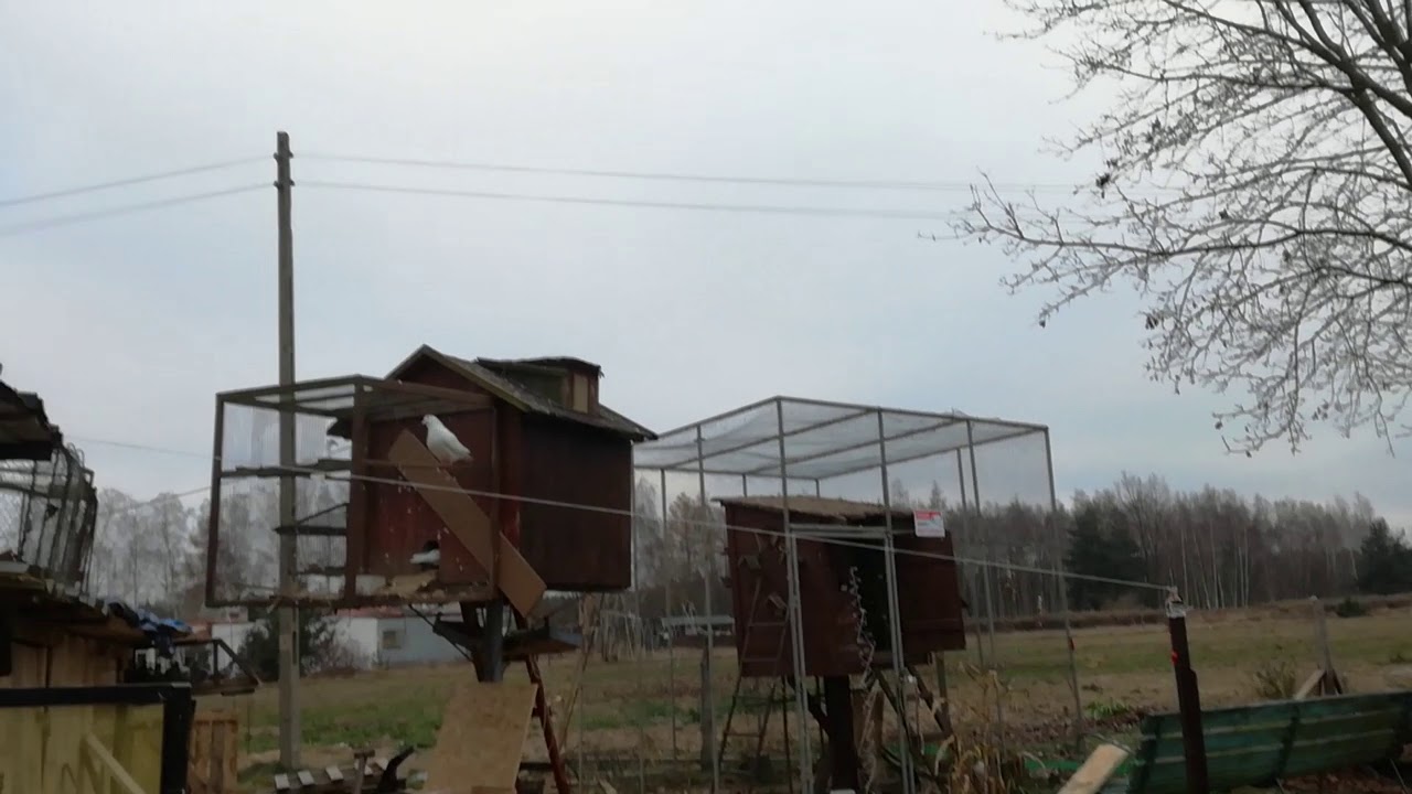 udany atak jastrzębia