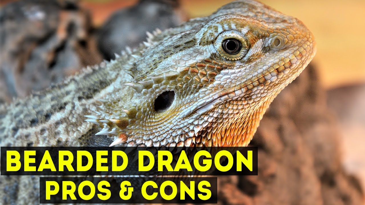 Bearded Dragons Pros & Cons As Pet Lizards