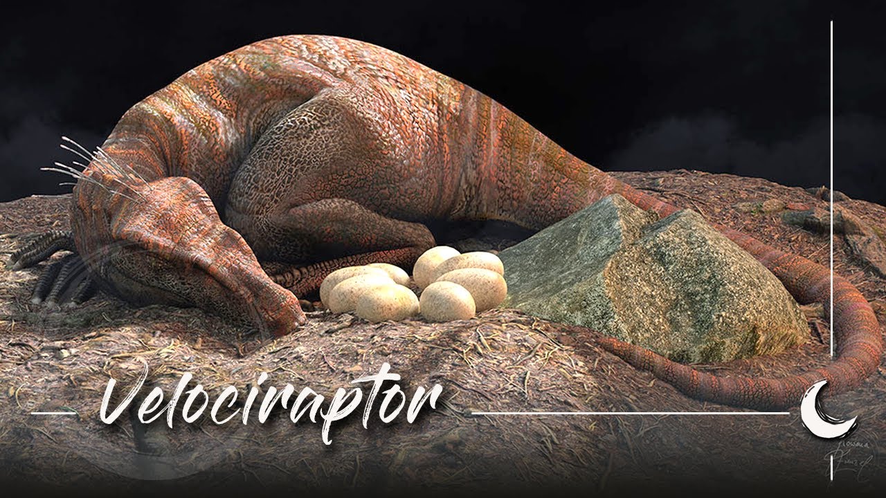 3D Creature Turntable ☆ Raptor Sleeping