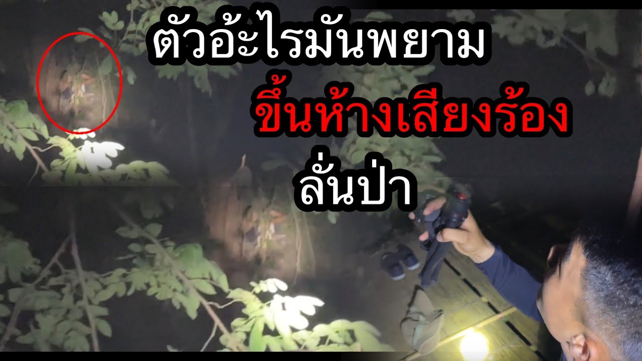 นอนห้างเก่ากลางป่าลึกตกดึกเจอเต็มๆตาผีป่ากวักมือเรียกไห้ลงจากห้างเกือบหลงเชื่อ