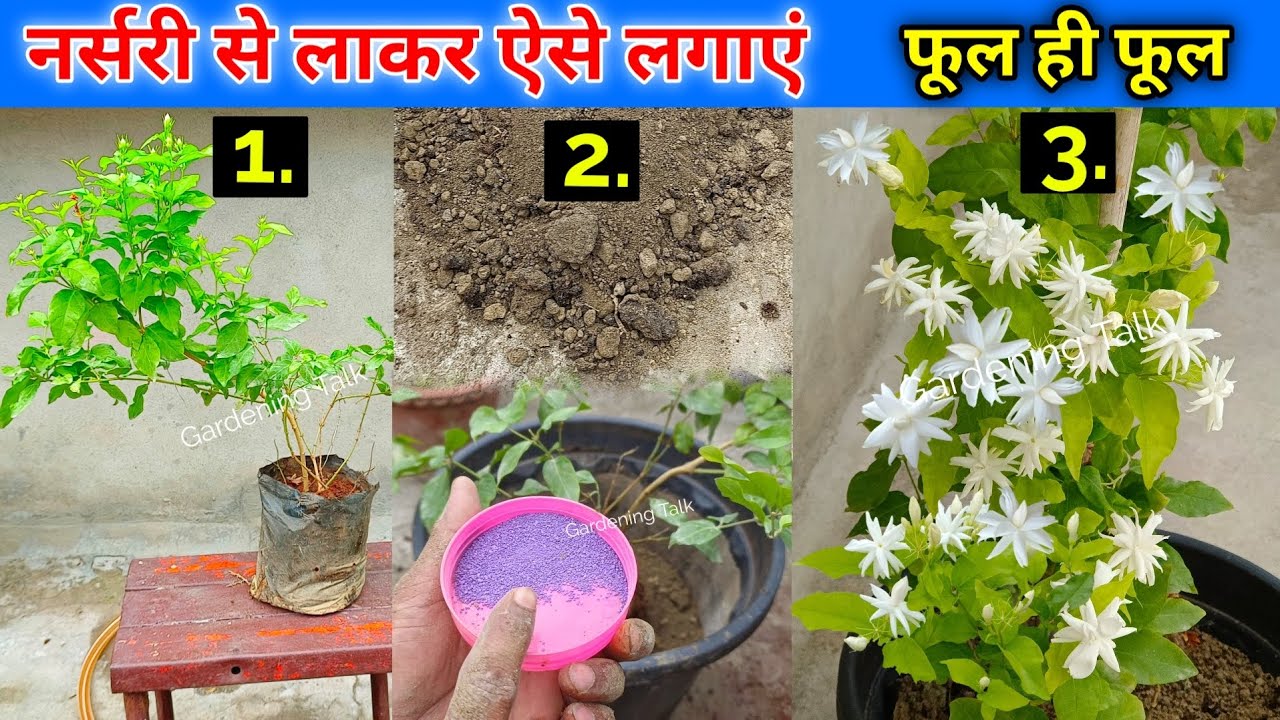 नर्सरी से लाये मोगरा को गमले में कैसे लगाएं? । Mogra Potting Soil Secret । फूल ही फूल #mogra