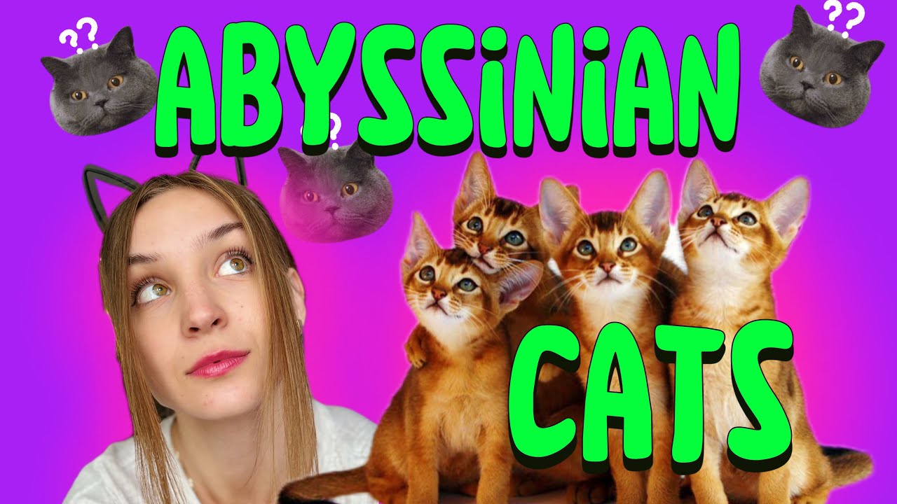 КАКУЮ ПОРОДУ ВЫБРАТЬ? АБИССИНСКАЯ КОШКА | ВСЁ О ПОРОДЕ | ИСТОРИЯ | ЗДОРОВЬЕ, УХОД, ПИТАНИЕ