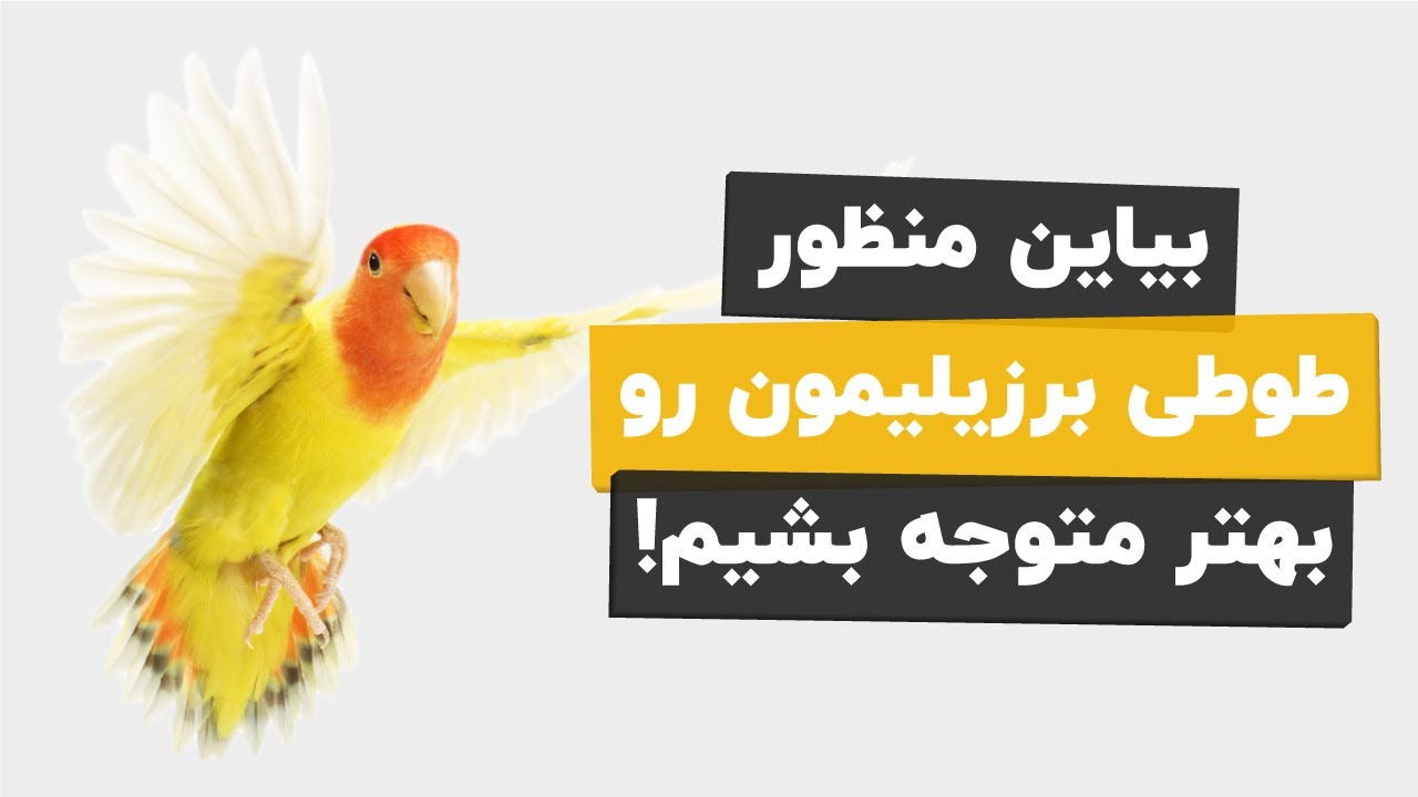 طوطی برزیلی با حرکات و صداش چی داره میگه🧐؟