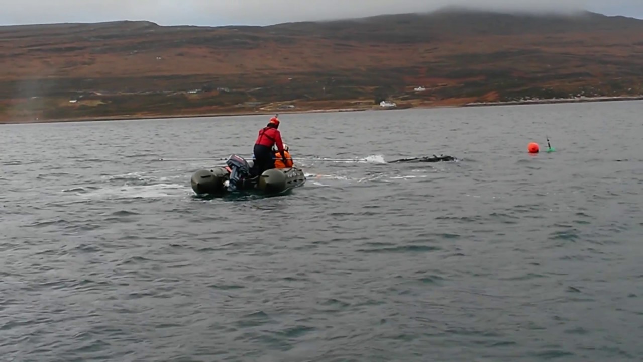 BDMLR Humpback Whale Disentanglement in Loch Eriboll