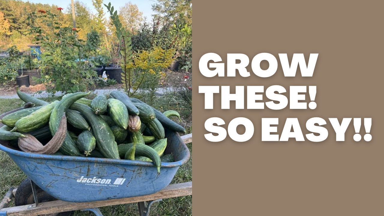 How to grow an abundance of Loofah&rsquo;s