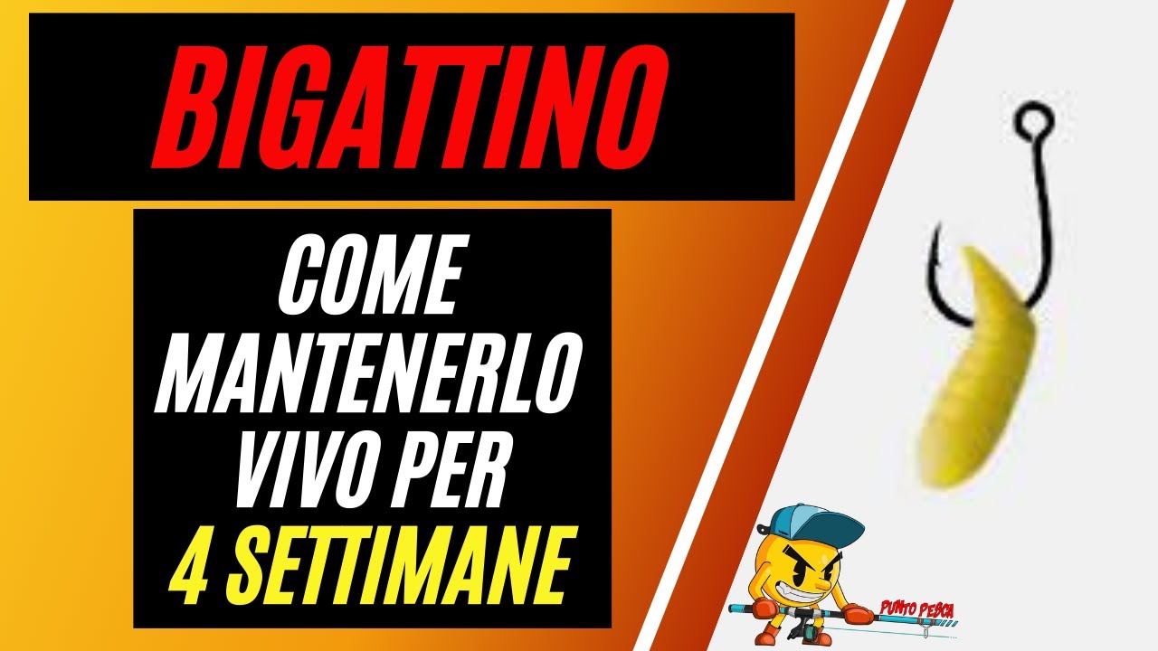 Bigattino/cagnotto come mantenerlo vivo per 4 settimane :Punto Pesca