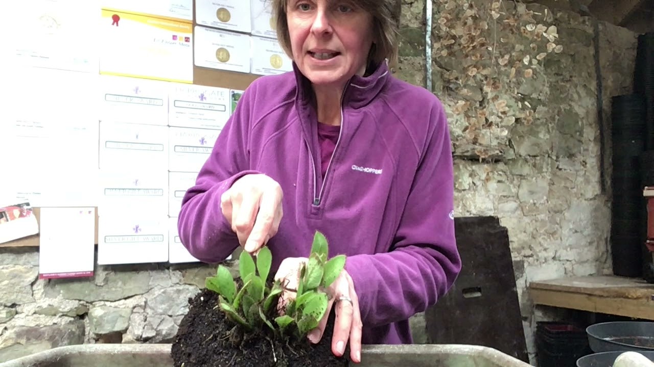 Propagating meconopsis by division. Tinnisburn Plants