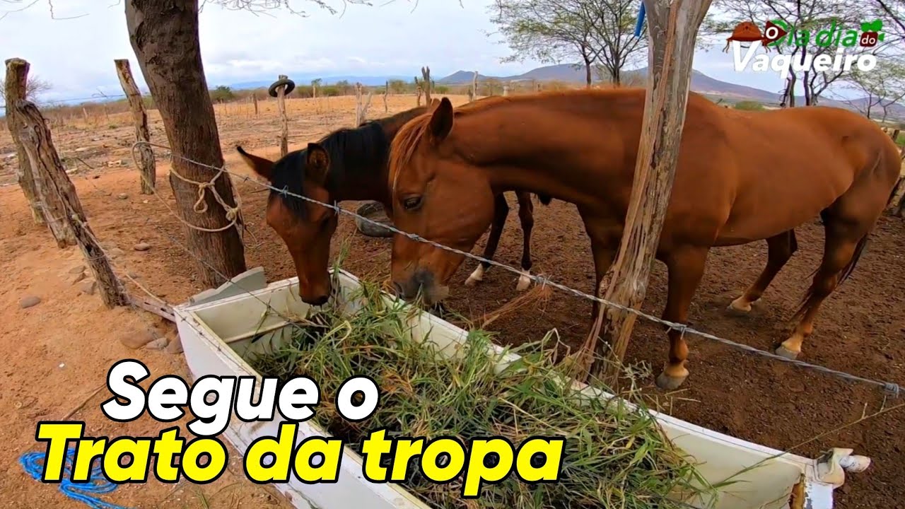 SEGUE O TRATO DA TROPA COM CAPIM VERDE E RAÇÃO CUIDA VAQUEIRAMA VAMOS VENCER A CECA NO SOSSO SERTÃO 