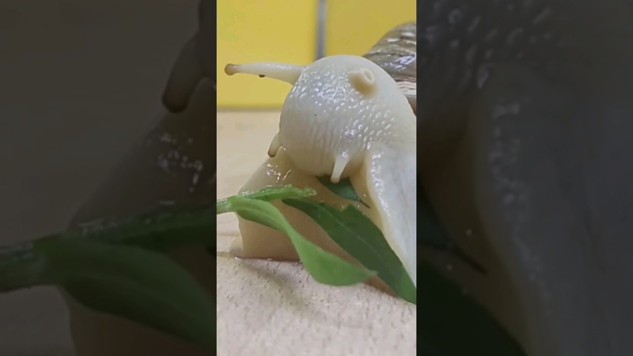 The snail eats the leaves. #snails #🐌#petsnails