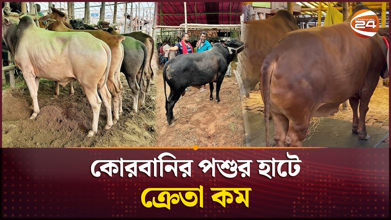 রাজধানীতে কোরবানির পশুর হাটে ক্রেতা কম | Gabtoli Cow Haat | Qurbani | Eid al Adha | Channel 24