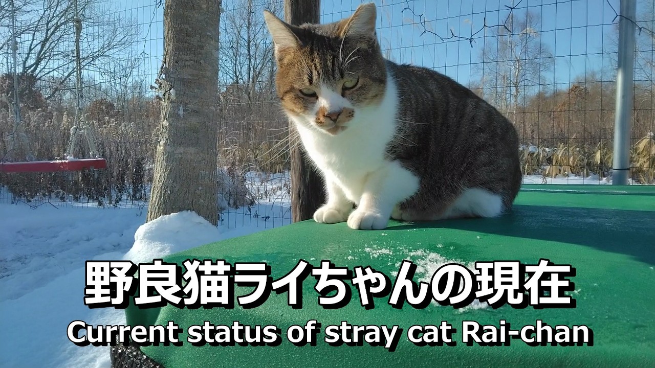 【野良猫、小屋暮らし、癒やし】野良猫ライちゃんの現在（家なし夫婦の小屋暮らし、優貴プロジェクト）