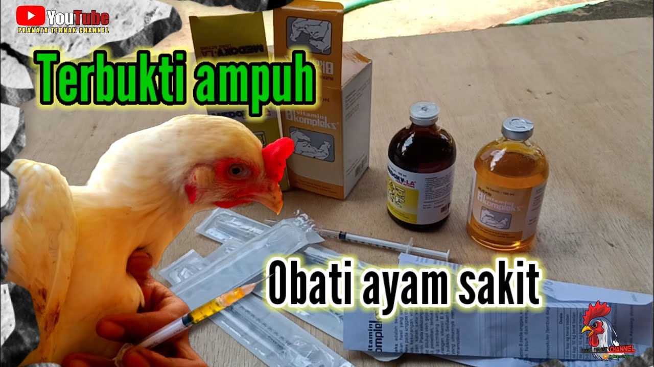 Obat AYAM SNOT & CRD Komplek. gejala diare  kotoran putih dan hijau. Medoxy LA.