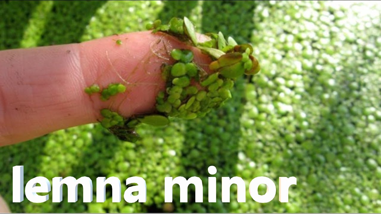Lemna minor - qualche breve cenno