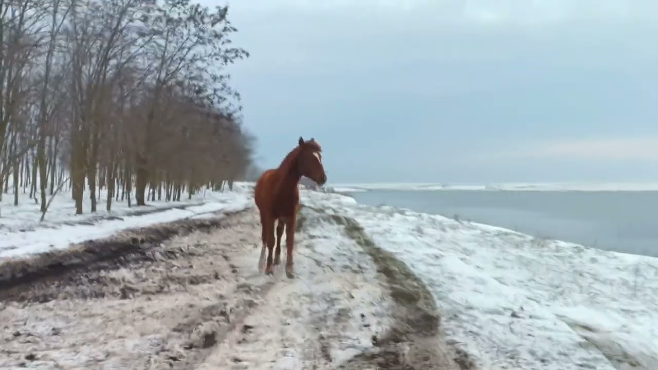 Foal 🐴 gallops behind on snowy road above a lake / Жеребёнок 🐎 скачет сзади по заснеженной дороге *1