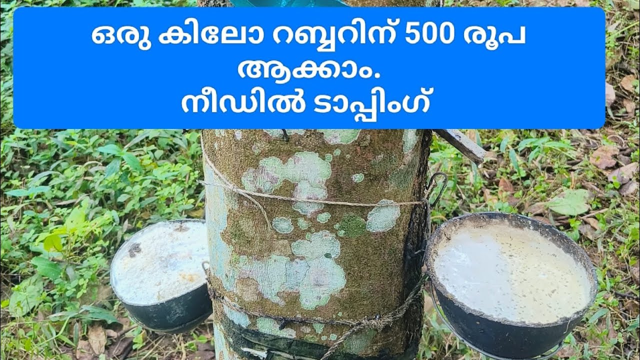 നീഡിൽ ടാപ്പിംഗ് ചെയുന്ന രീതി...#rubber .#rubberproducts .#keralatourism #2023 ..ph:9947744245