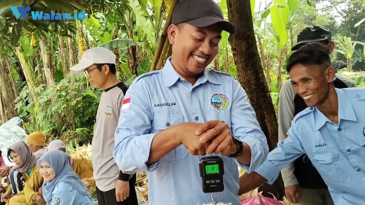 MANFAATKAN LAHAN 1,2 HEKTAR , BUMDES BERKAH WALI BERHASIL PANEN JAGUNG HIBRIDA DENGAN HASIL 19 TON